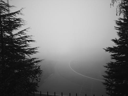 Coniferous Forest in Mist