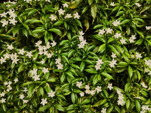 Close-up of Green Plants with White Flowers