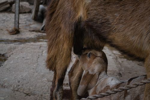 Free Close-up of a lamb feeding from a goat in a rustic farm setting. Stock Photo