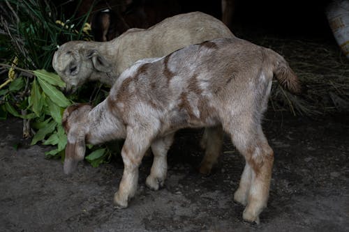 Fotos de stock gratuitas de cabras, comiendo, Cordero