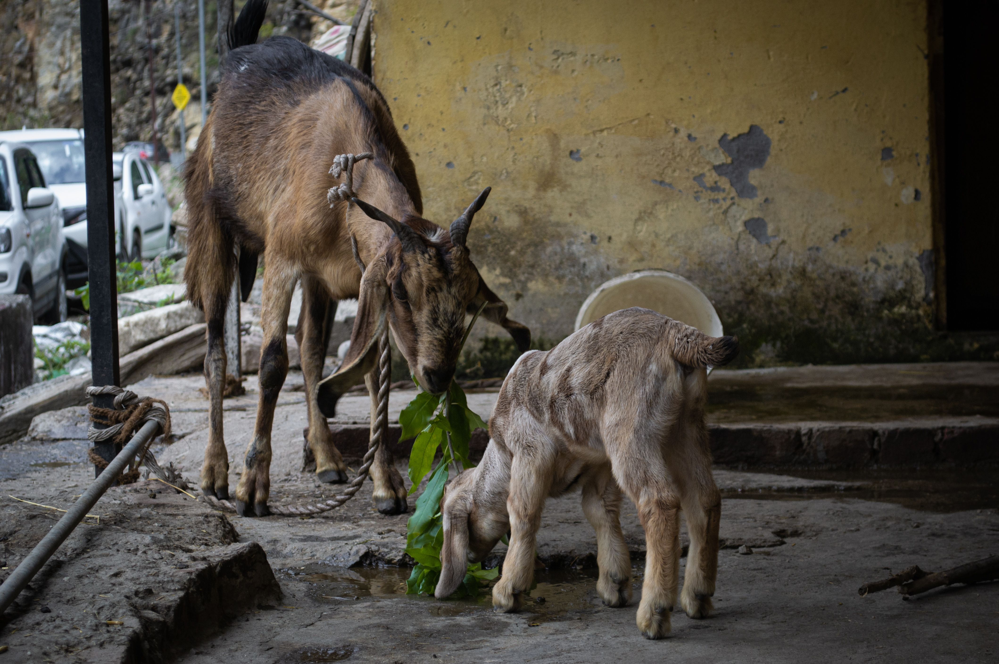 Goats on a Street · Free Stock Photo