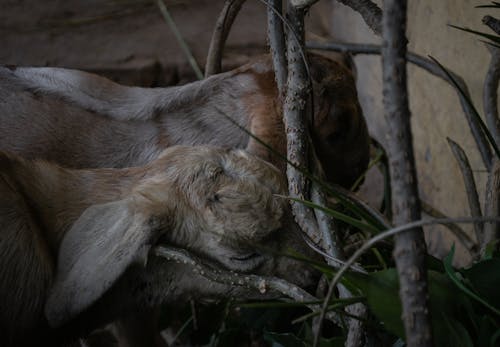 Fotos de stock gratuitas de cabras, comiendo, corderos