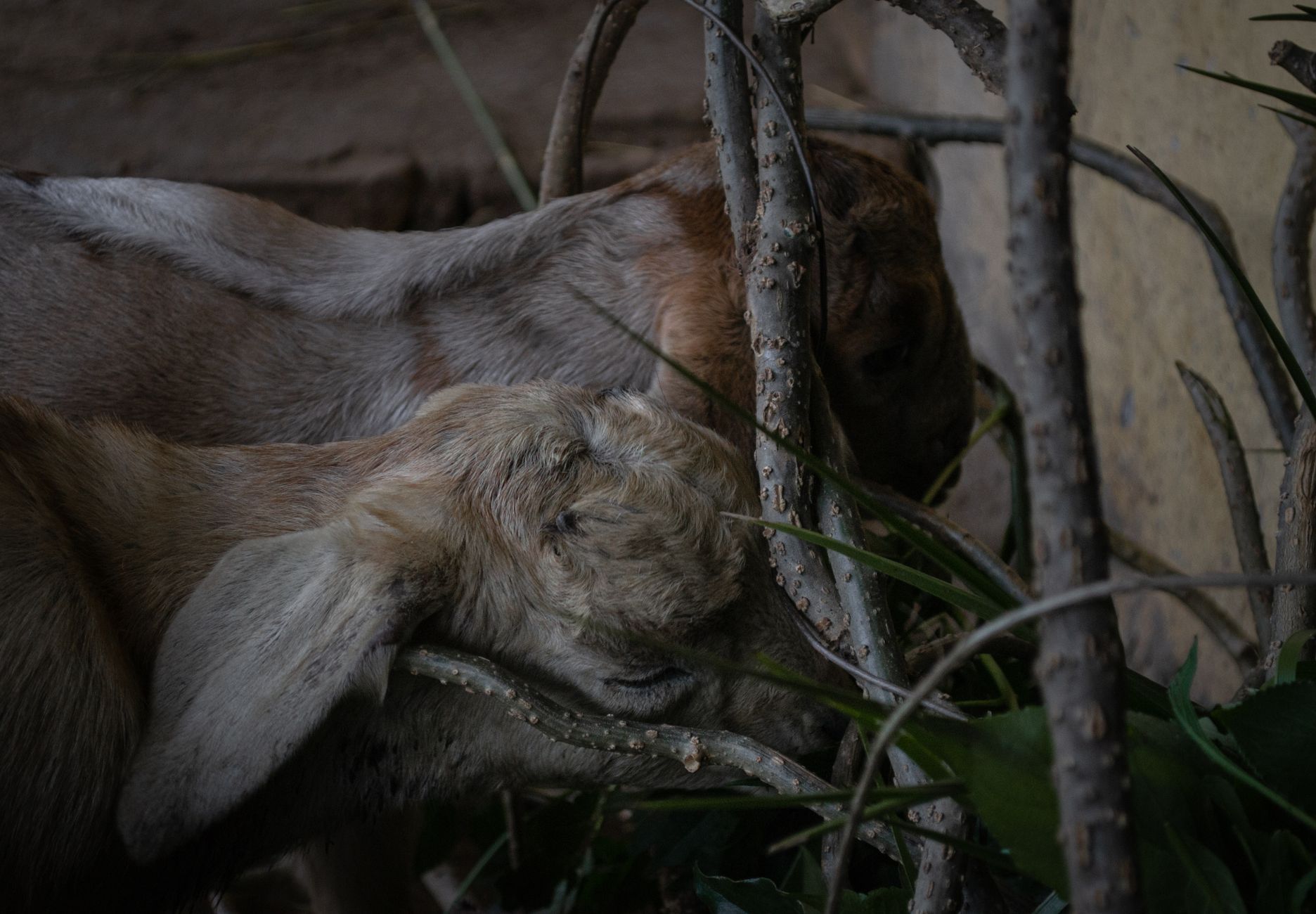 Portrait of a goat at a veterinary clinic