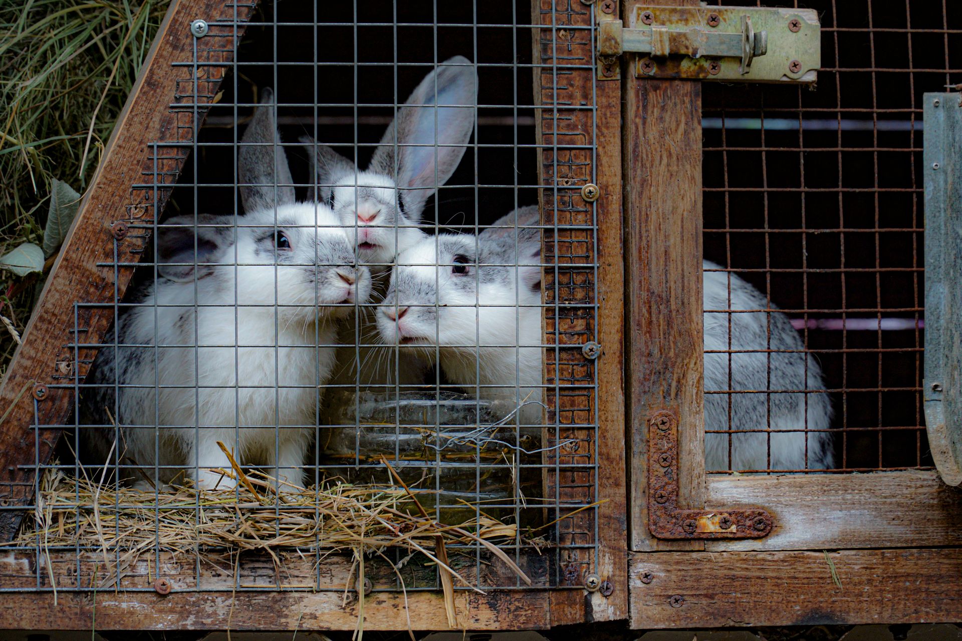 Rabbits in Cage