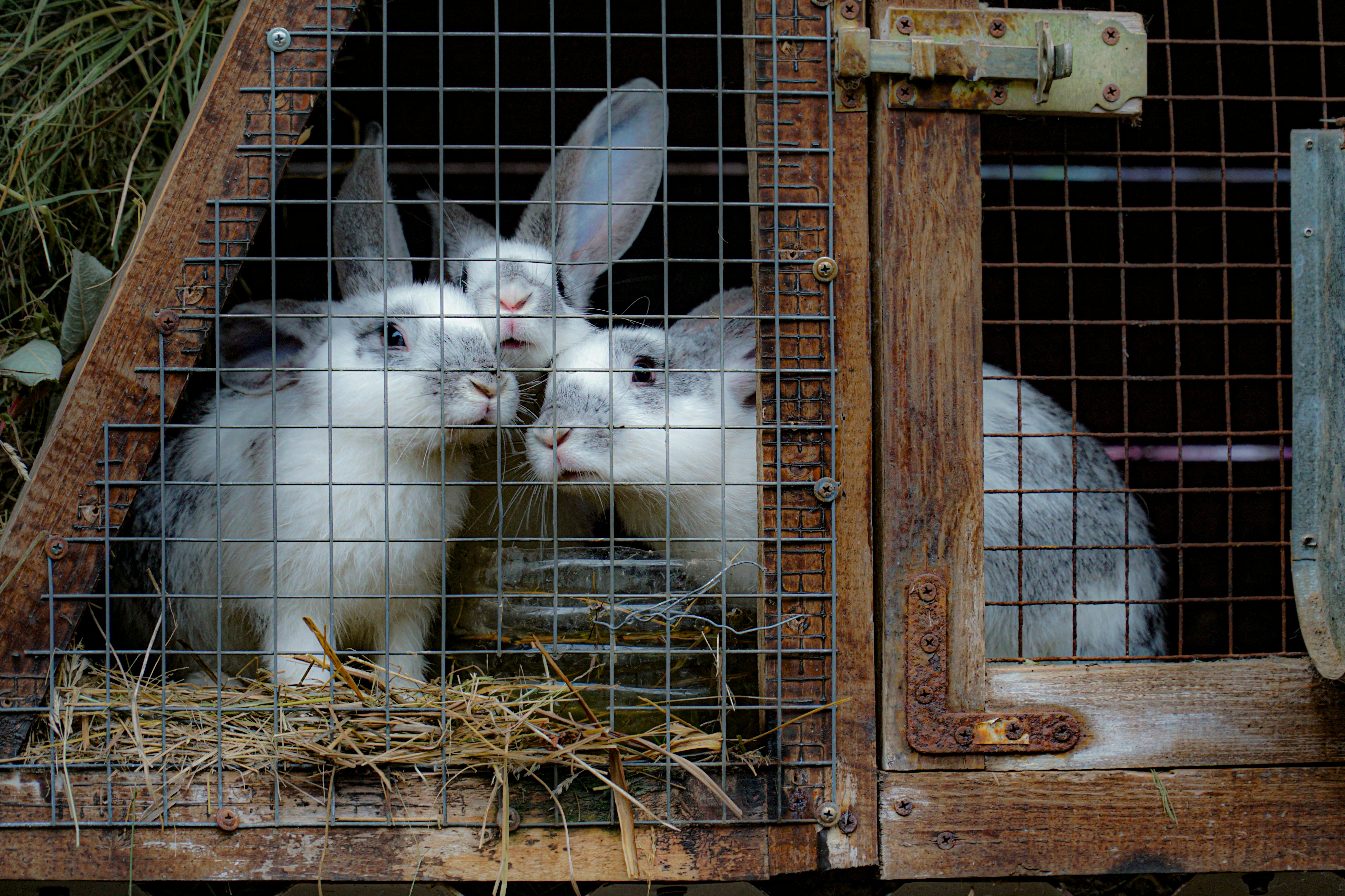 Rabbits in Cage · Free Stock Photo