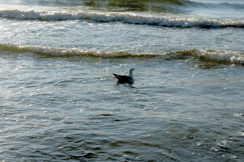 Seagull Swimming in a Sea
