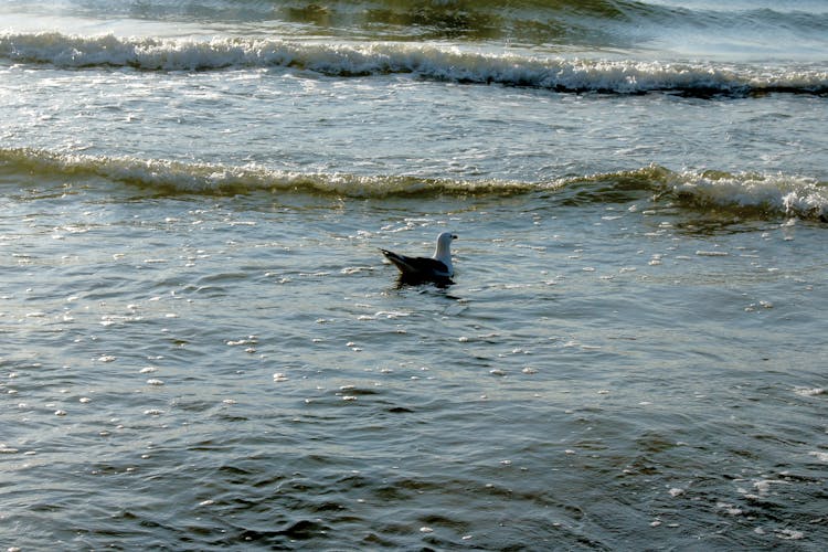 Seagull Swimming In A Sea