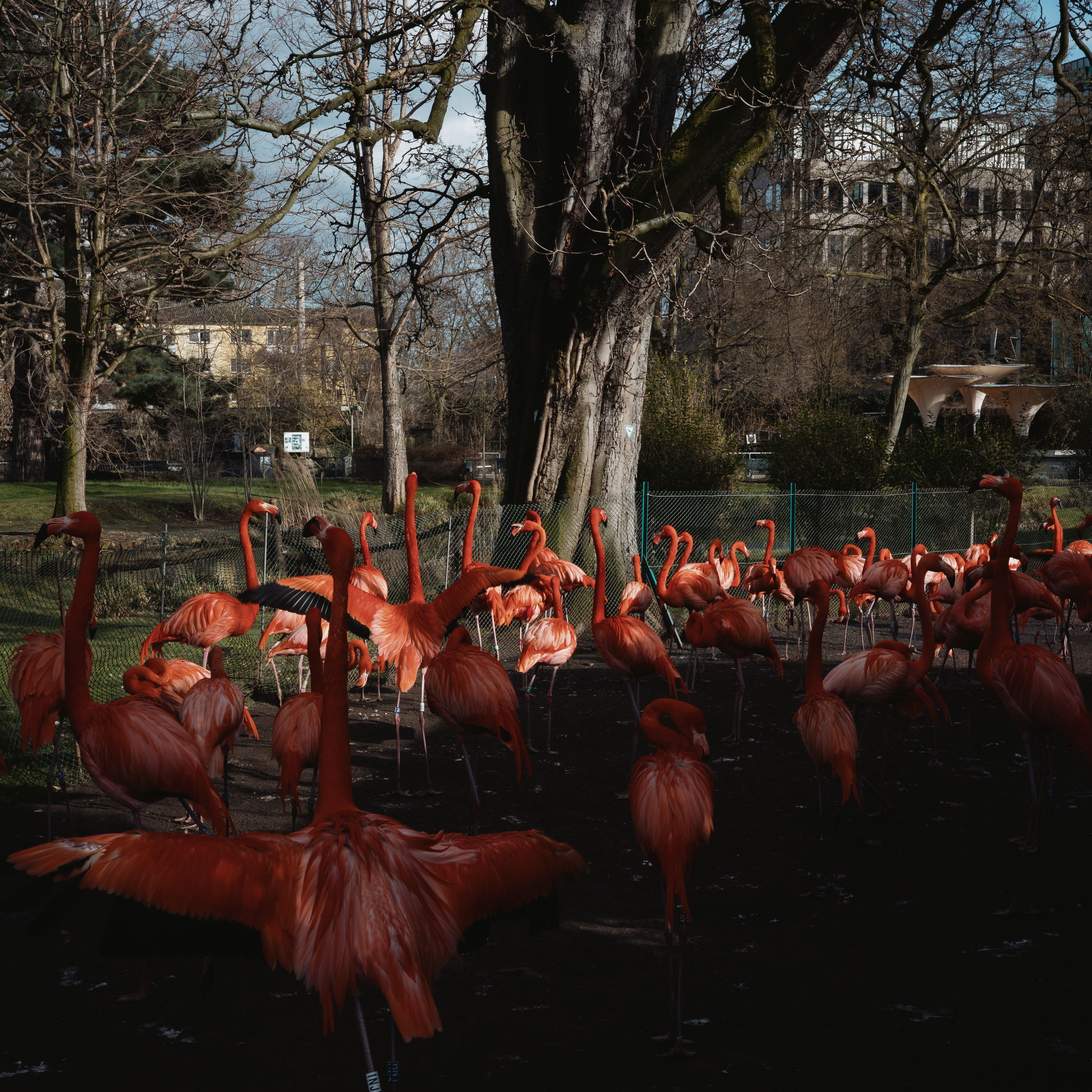 Cologne Zoological Garden