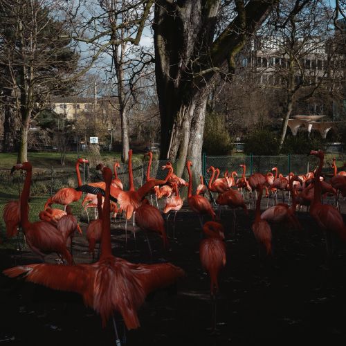 Free Flock of vibrant flamingos in a park in Cologne, Germany. Stock Photo