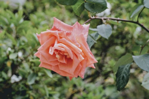 Fotos de stock gratuitas de flor, hojas, matorral