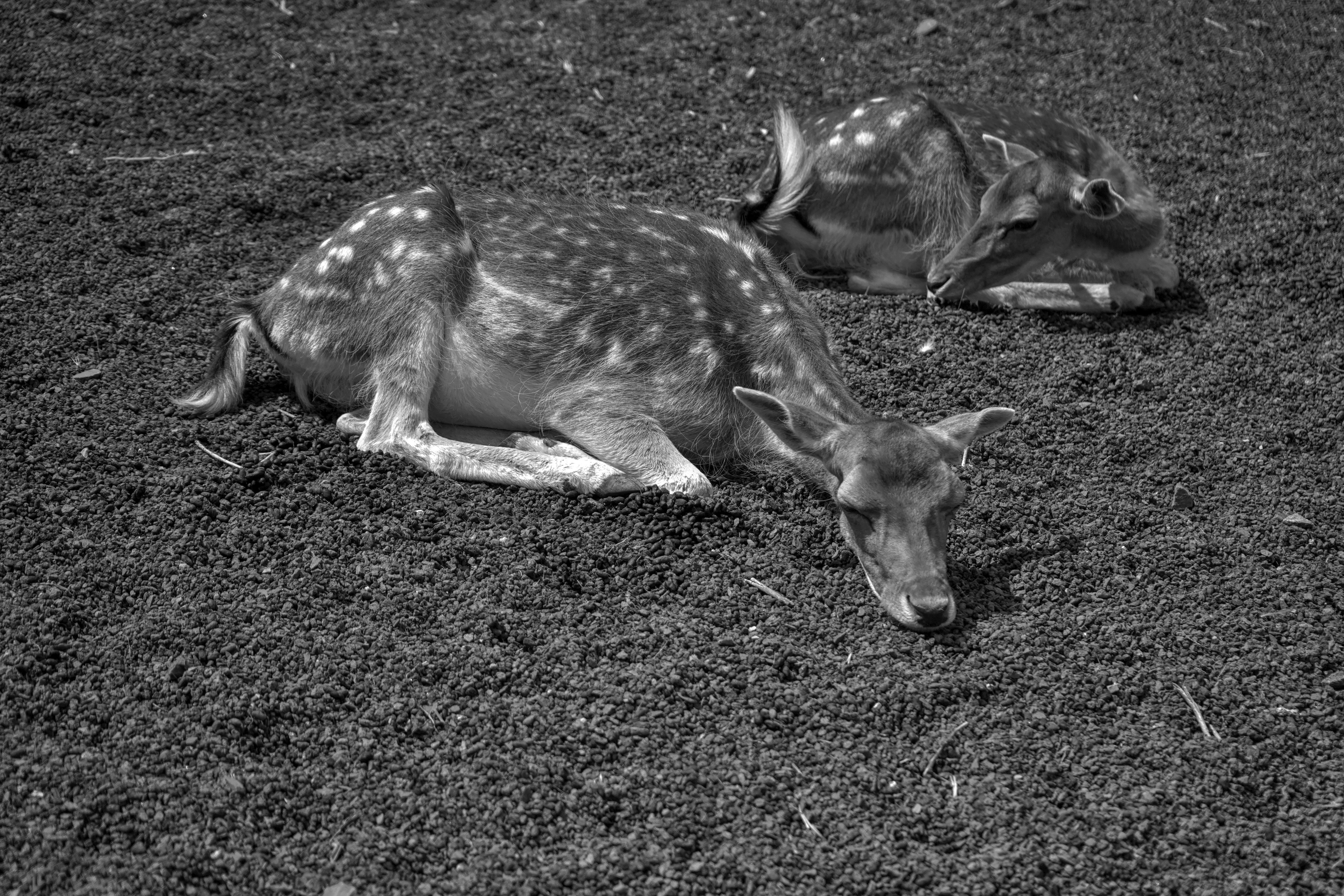 grátis Foto profissional grátis de animais selvagens, animal, ao ar livre Foto profissional