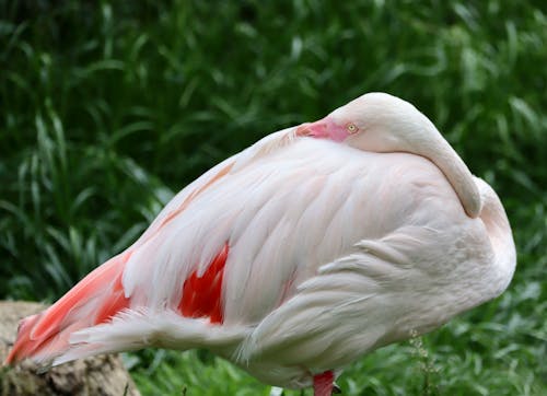 Close-up of a Flamingo on the Background of Green Grass