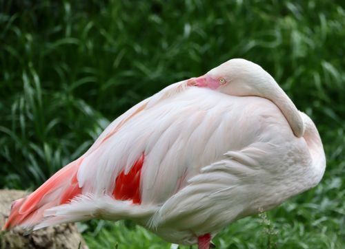 Free Close-up of a serene flamingo resting in a lush green reserve in Poland. Stock Photo