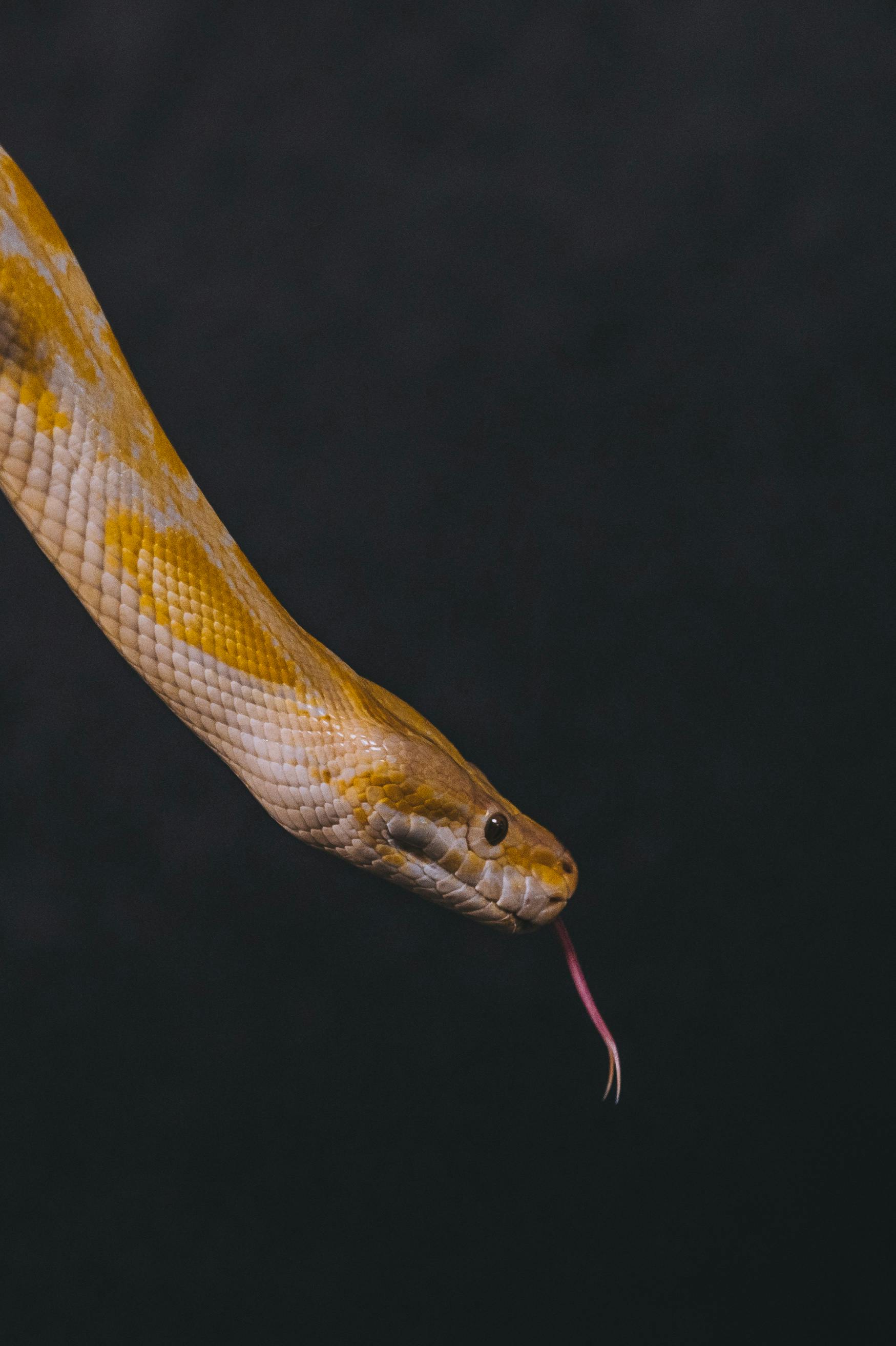 Stunning close-up shot of an albino snake with its tongue out against a black backdrop.