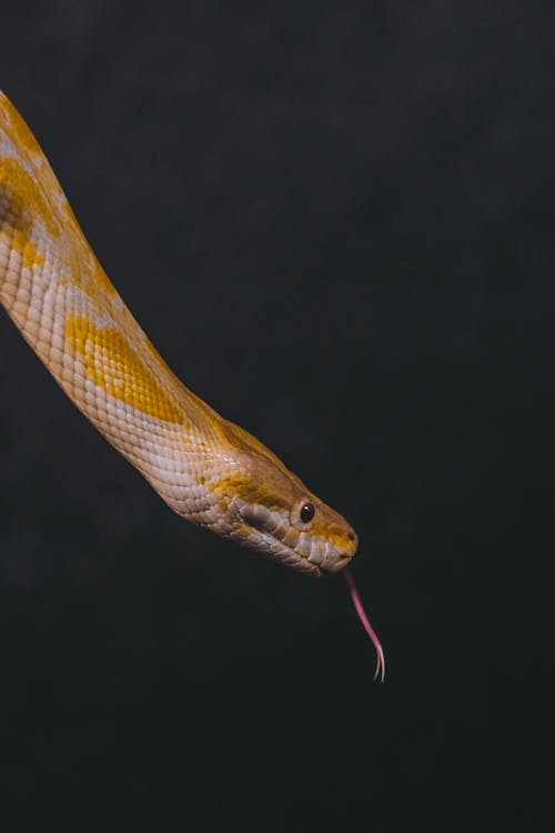 Snake with Tongue Outside