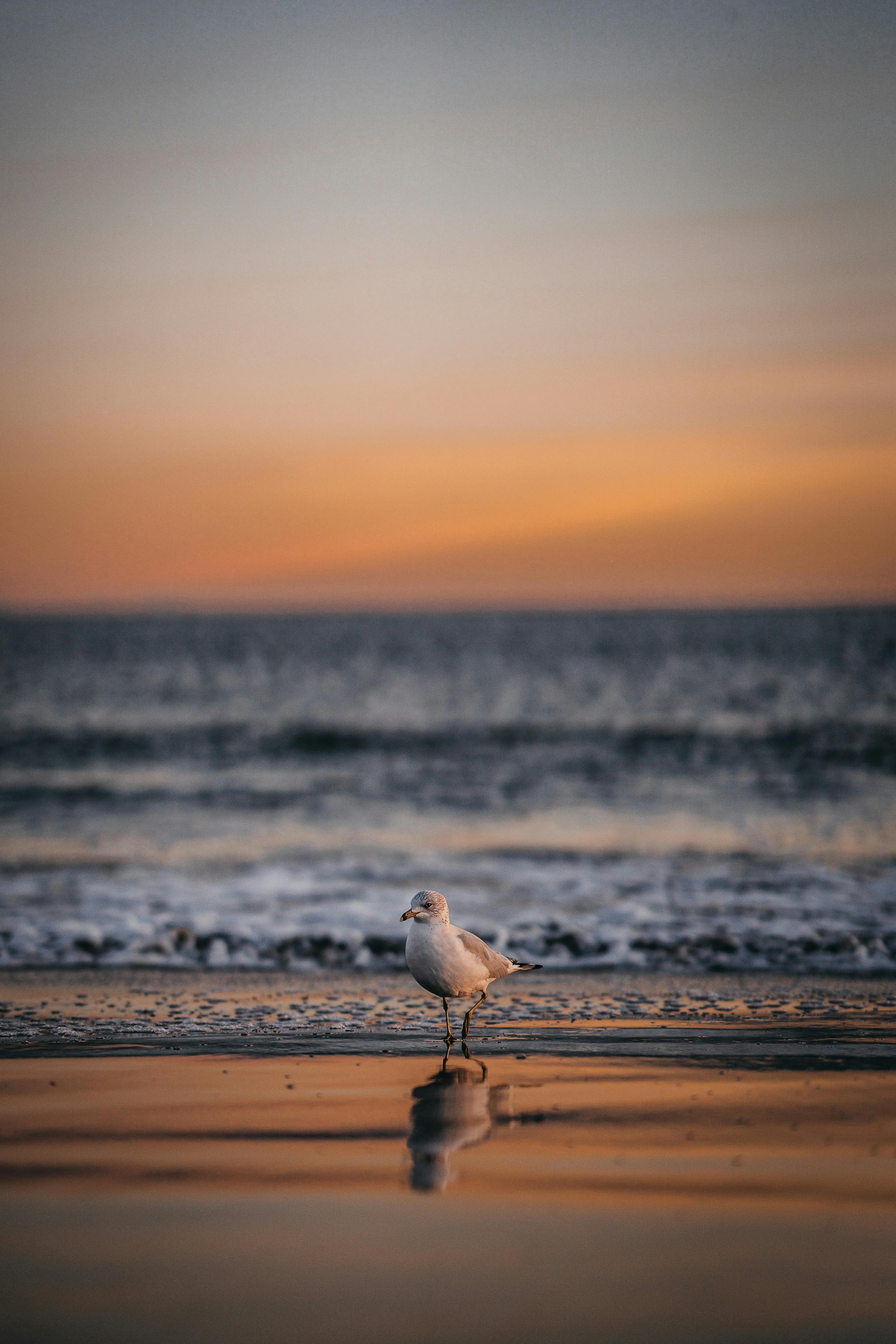 令人惊叹的日落时分，一只孤独的海鸥矗立在海滩上，其倒影映照在潮湿的沙滩上