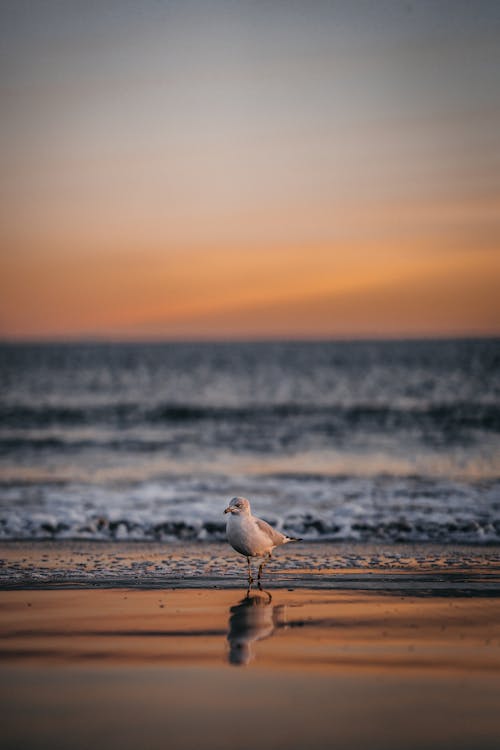 Seagull on Beach at Dusk