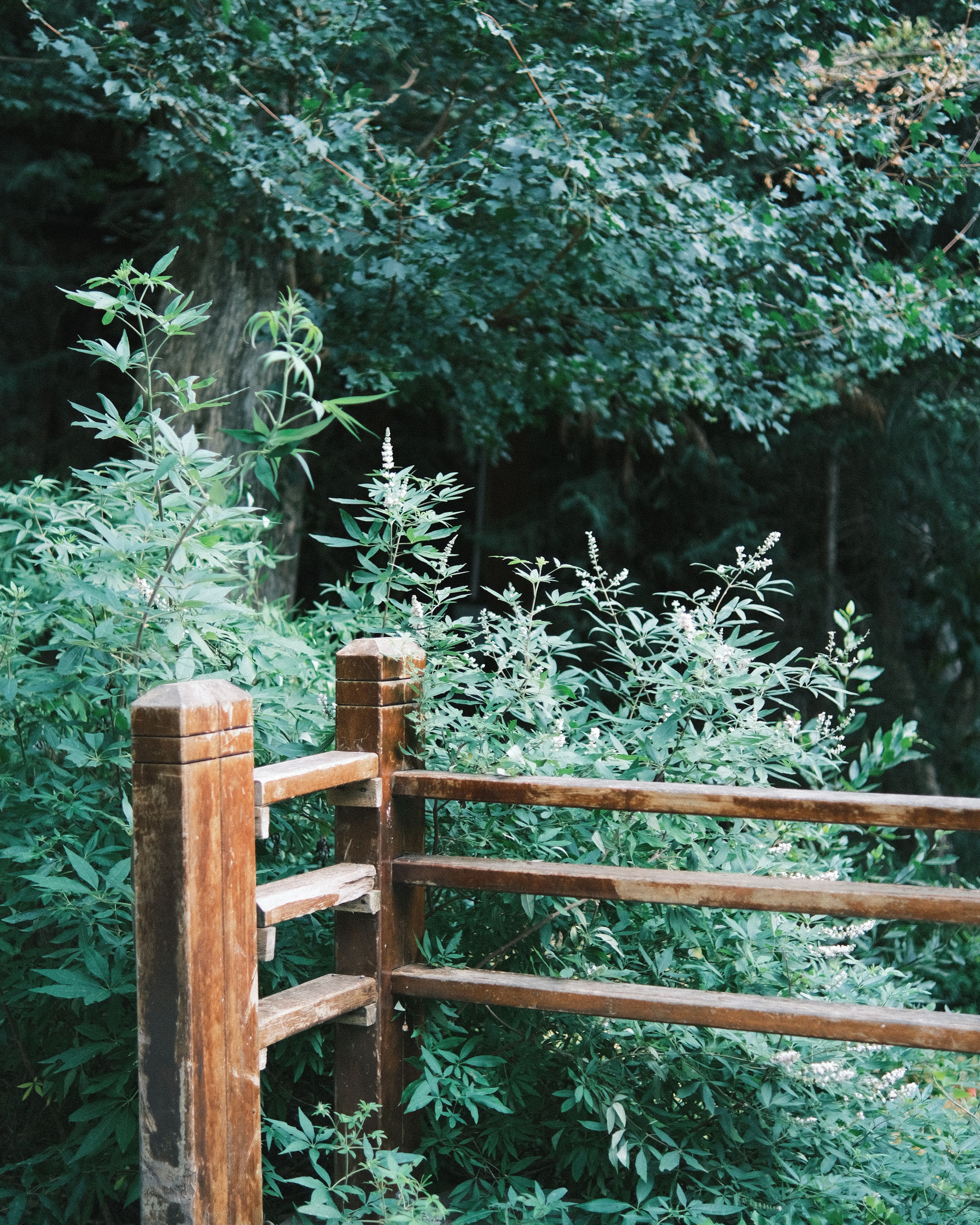 Wooden Railing by Forest · Free Stock Photo