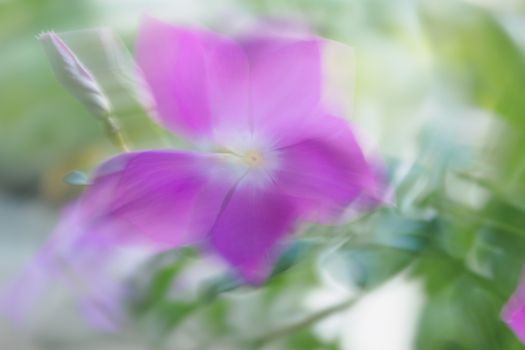 Vibrant blurry shot of a purple flower with green leaves, creating an artistic effect.