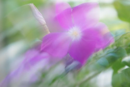 Blurred Leaves and Violet Flowers