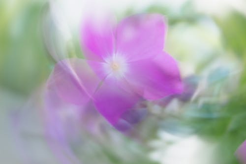 Blurred Violet Blossoming Plant