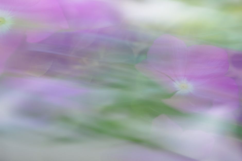 Soft focus abstract image of purple flowers in a garden setting, creating a serene and ethereal effect.