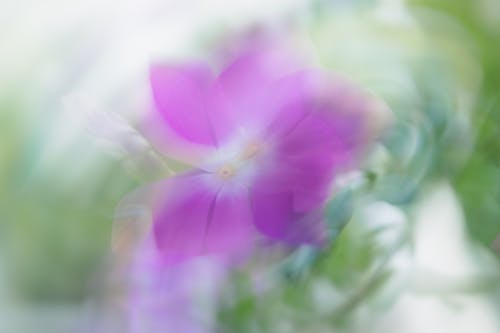Blurred Violet Flower