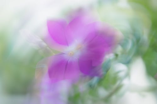 Gratis stockfoto met bloem, bloemblaadjes, defocused