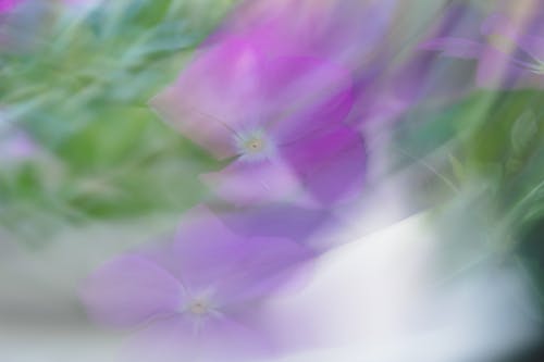 Kostenloses Stock Foto zu bewegungsunschärfe, blumen, blütenblätter