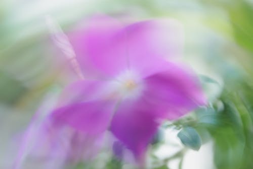 Defocused Violet Flower