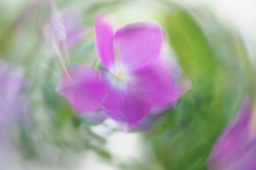 Defocused Violet Blossoming Plant