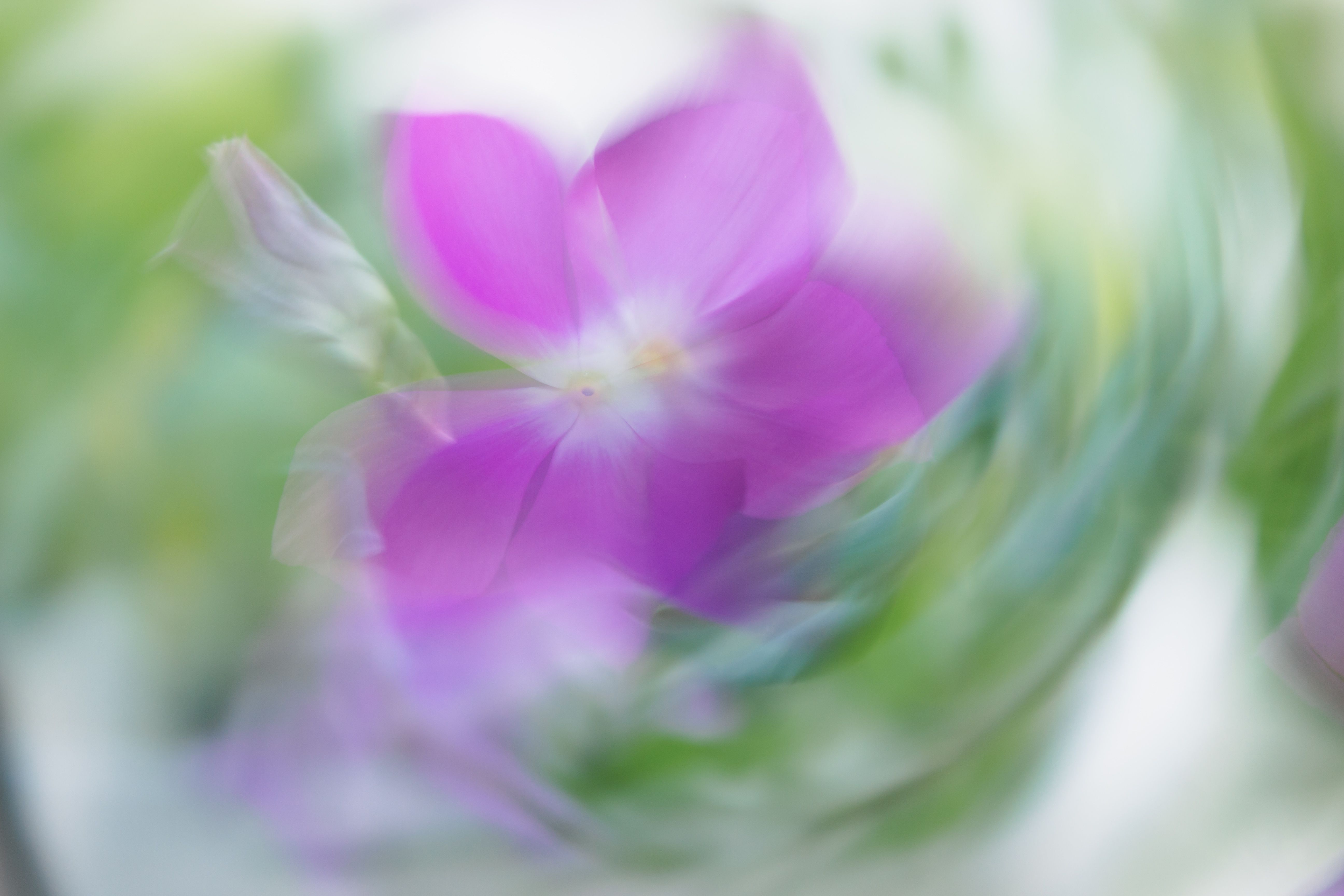 Flowers Slow Motion Photos Download The Best Free Flowers Slow Motion