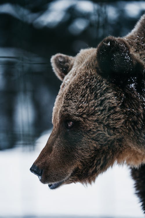 Grizzly Bear in Winter