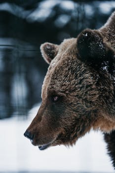 A captivating close-up of a grizzly bear in a snowy, wild landscape. Perfect for wildlife photography enthusiasts.