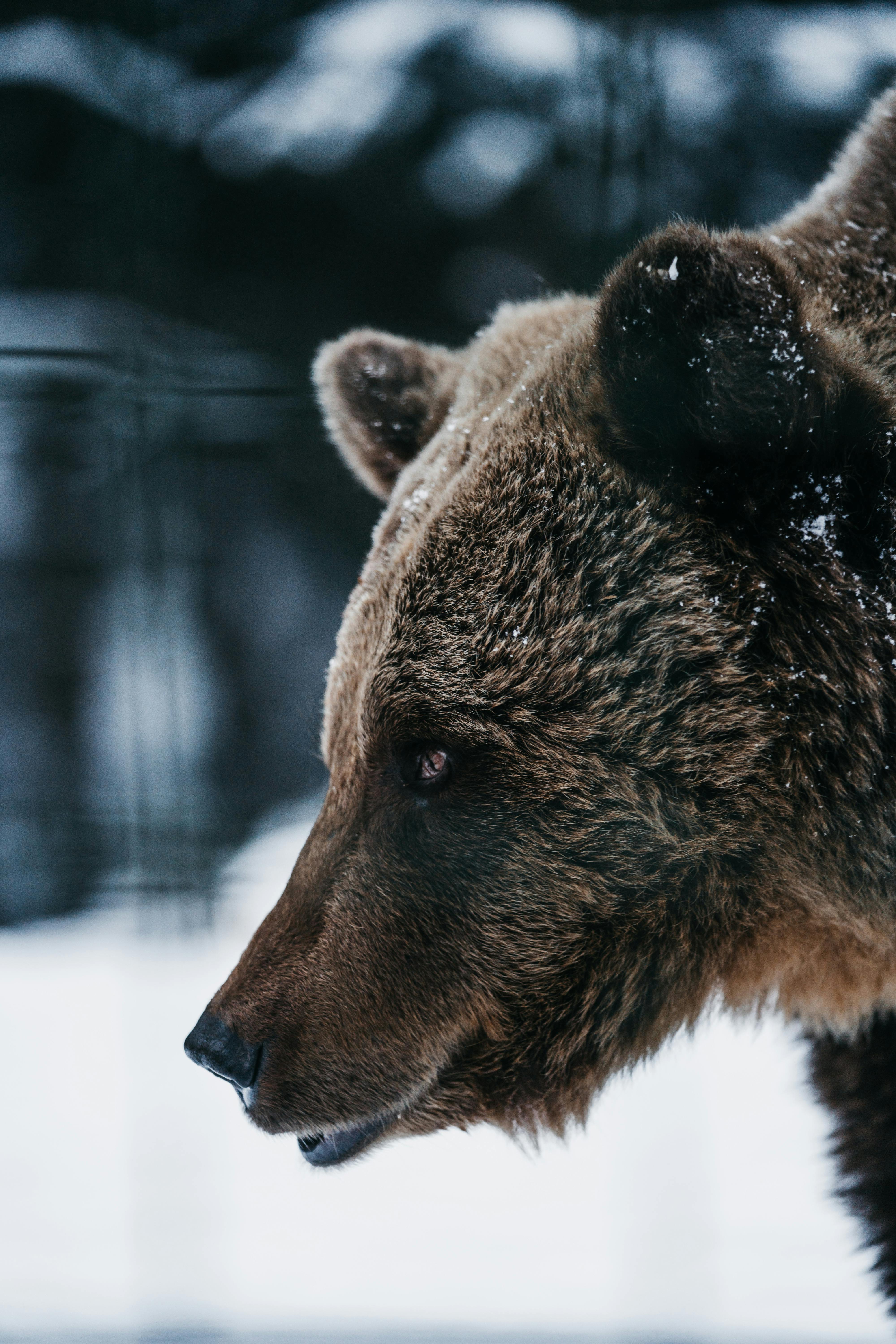 Bears playing and fighting in water [Full HD] 