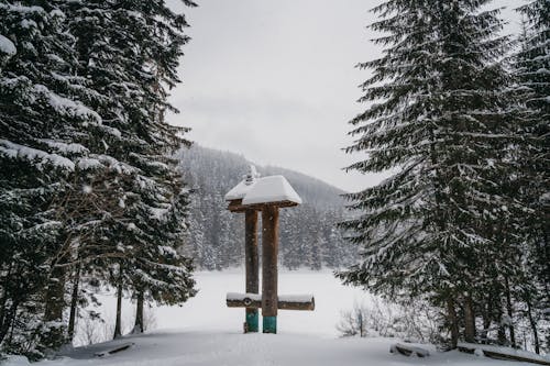 Základová fotografie zdarma na téma jehličnan, jehličnatý, led