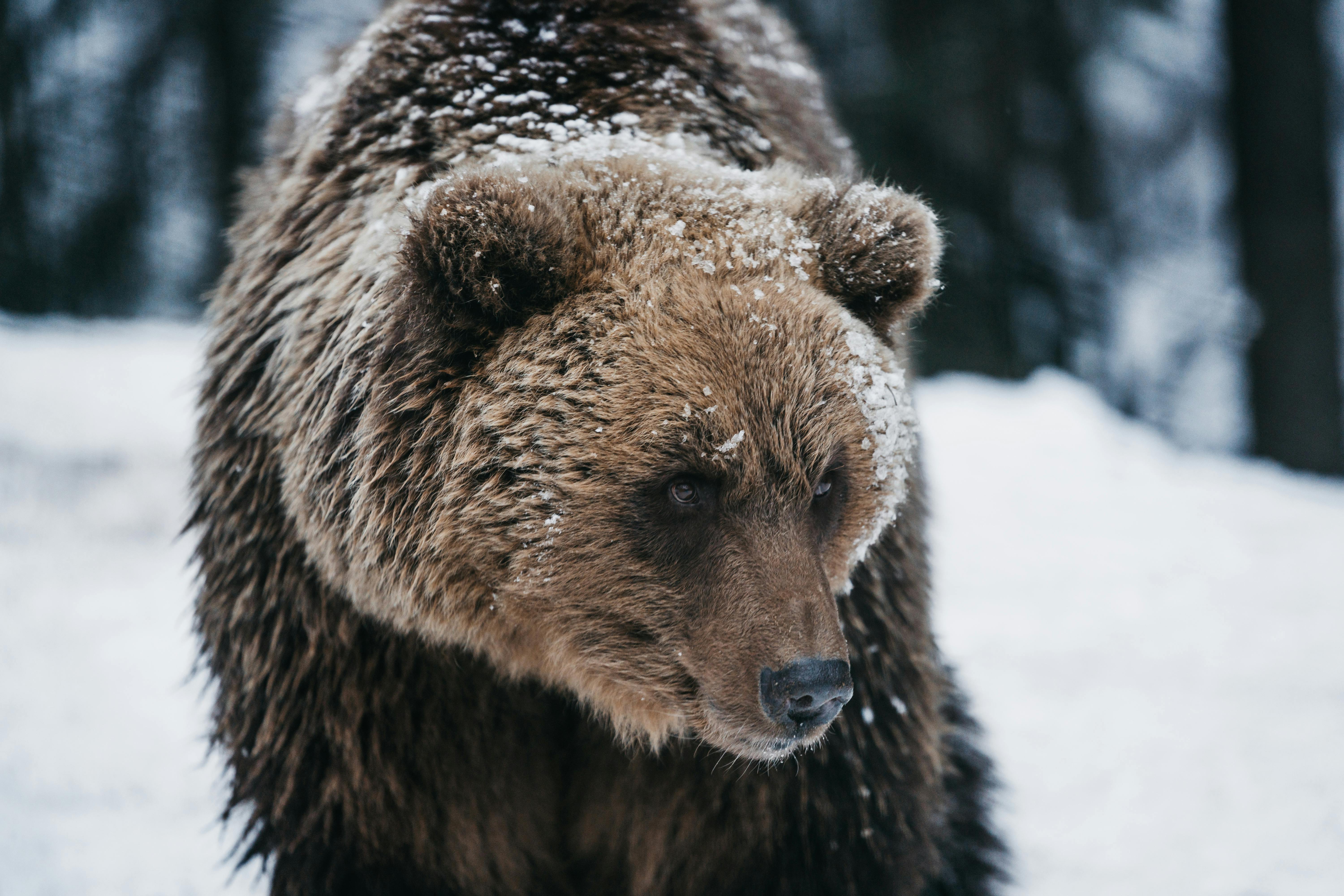 1,000+ Best Bear Photos · 100% Free Download · Pexels Stock Photos