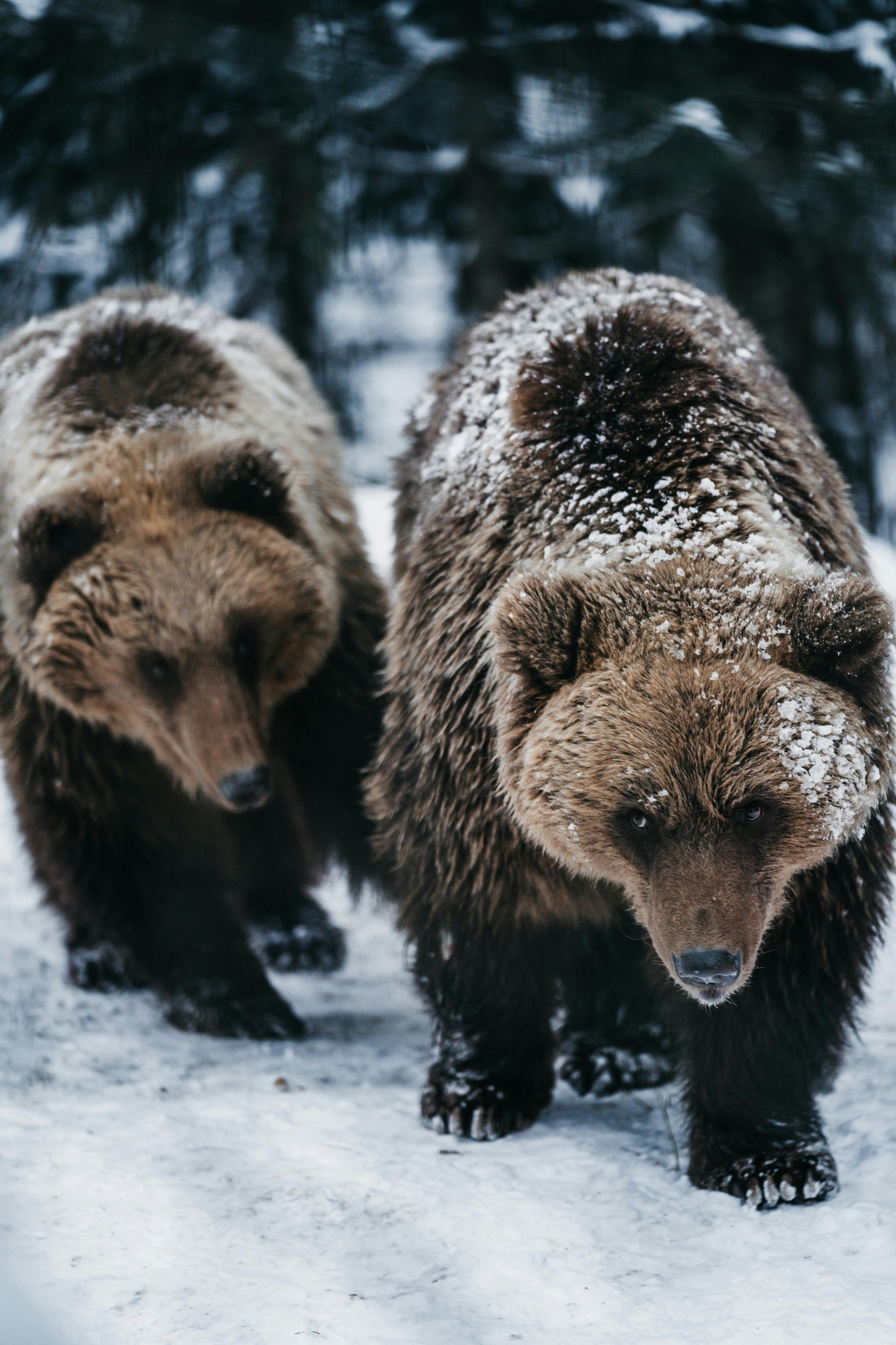 grizzly bears fighting wallpaper