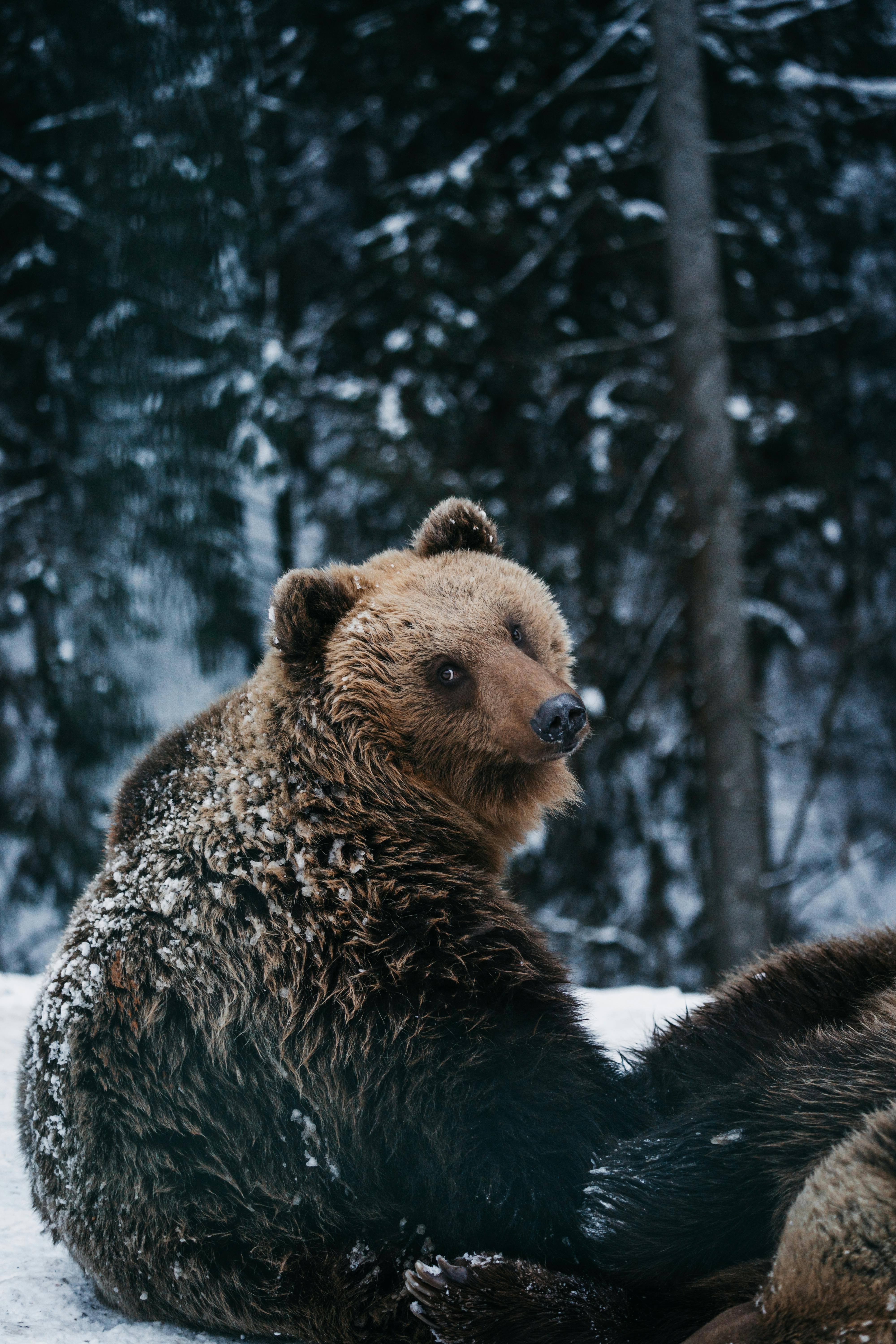 1,000+ Best Bear Photos · 100% Free Download · Pexels Stock Photos