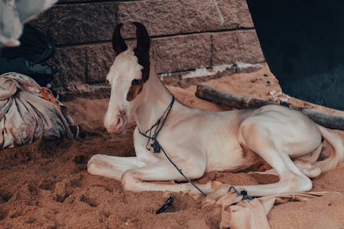 Foal - Baby Horse - Stable - Wildlife