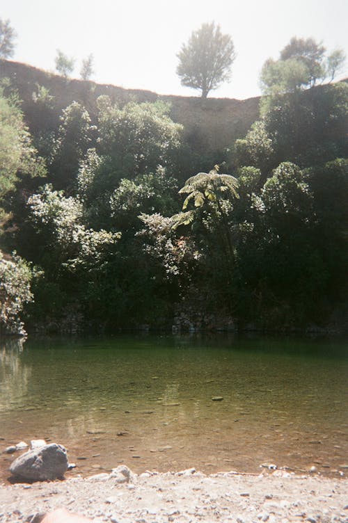 Immagine gratuita di cespuglio, pellicola 35mm, rio delle amazzoni