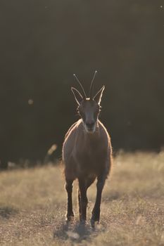 A chamois stands gracefully in a sunlit meadow, highlighting its elegant form.