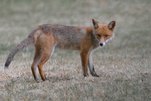 Wild red fox standing alert in a grassy field, showcasing its natural beauty and habitat.