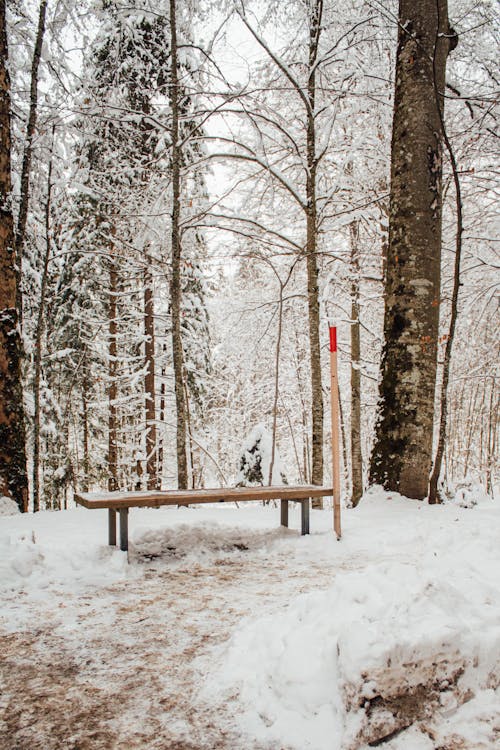 View of an Empty Bench in a Snowy Forest