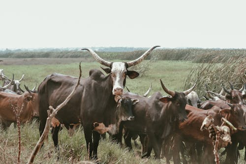Безкоштовне стокове фото на тему «корови, луг, сільська місцевість»
