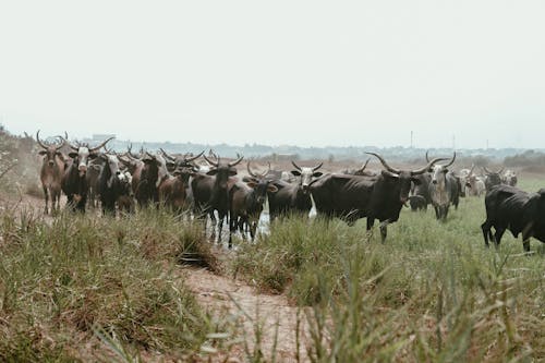 Herd of Oxen on Pasture