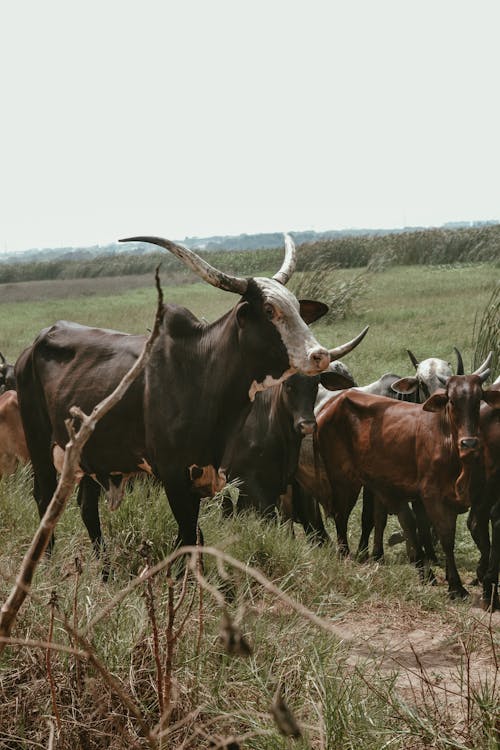 Безкоштовне стокове фото на тему «вертикальні постріл, корови, луг»