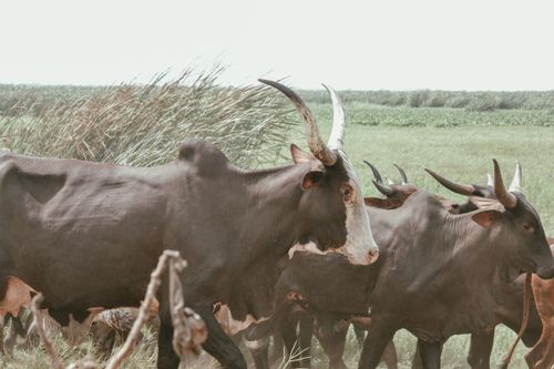 Free Ankole Watusi cattle grazing peacefully in a rural pasture setting. Stock Photo