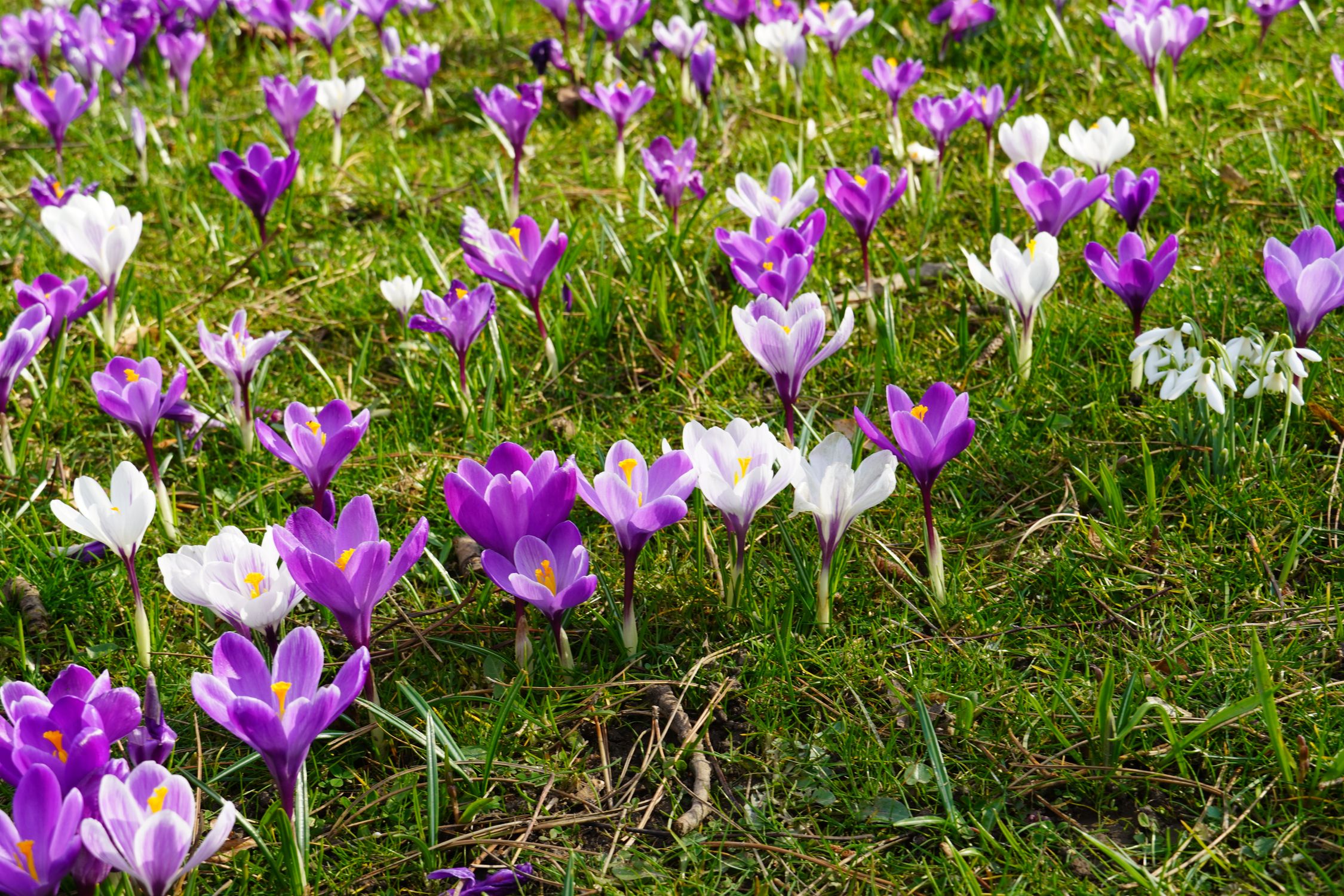 Crocus Flowers in a Garden · Free Stock Photo