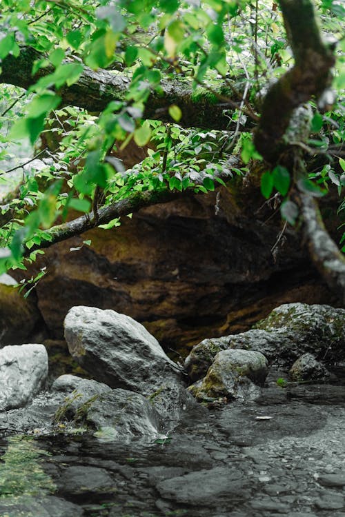 View of a Pond Surrounded with Rocks and Trees 